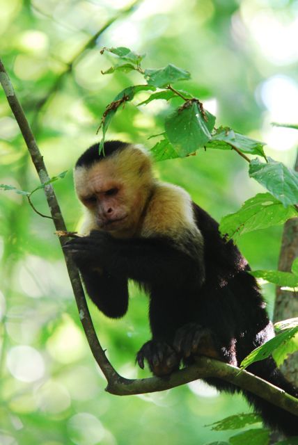 Affe im Nationalpark Manuel Antonio