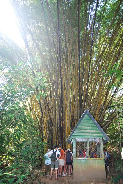 Bambus Manuel Antonio