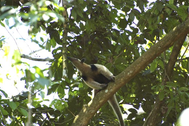 Faultier Corcovado