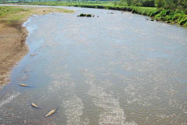 Rio Tarcoles