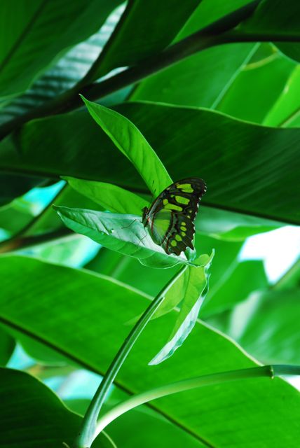 Schmetterling