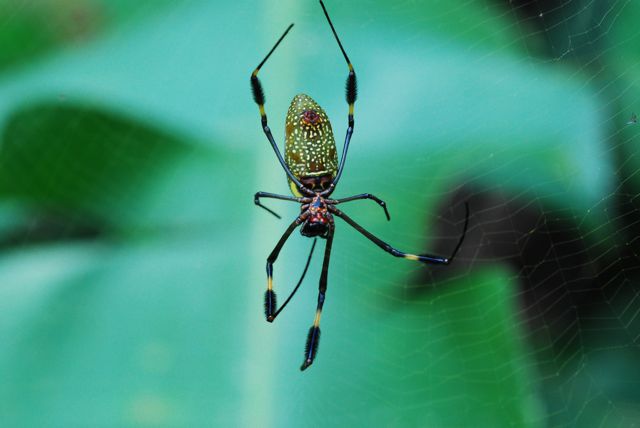 Spinne